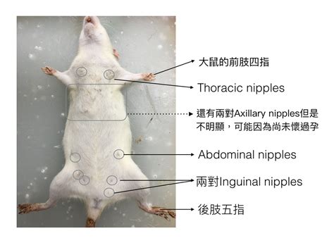 倉鼠心臟位置